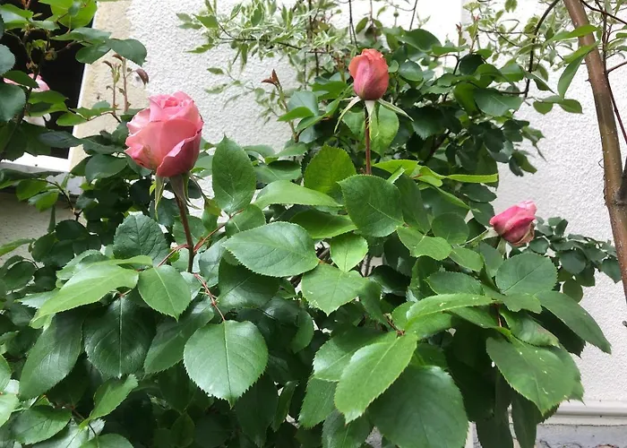 Appart D'Hotes Brive